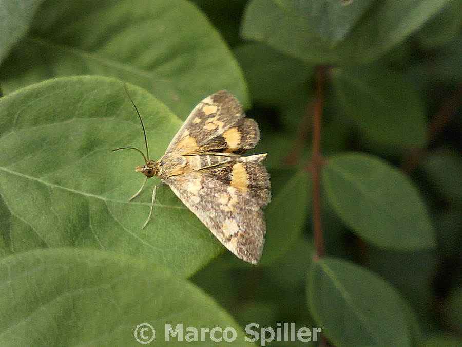 Falena da identificare